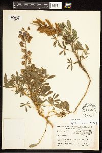 Lupinus perennis image