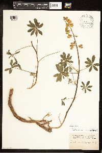 Lupinus perennis image