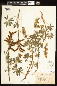 Lupinus perennis image