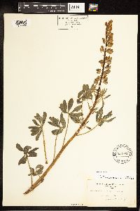 Lupinus perennis image