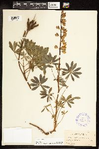 Lupinus perennis image