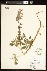 Lupinus perennis image
