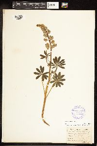 Lupinus perennis image