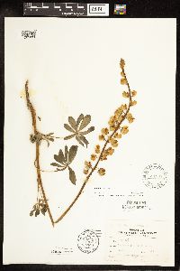 Lupinus perennis image