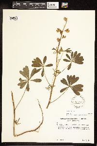 Lupinus perennis image