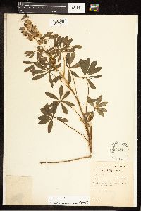Lupinus perennis image