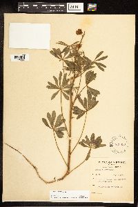 Lupinus perennis image