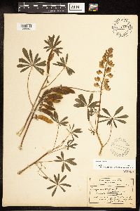 Lupinus perennis image