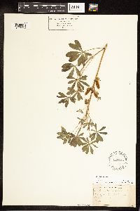 Lupinus perennis image