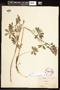 Lupinus perennis image