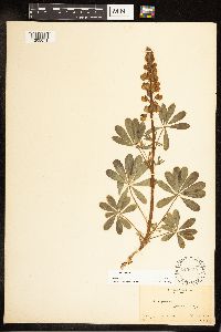 Lupinus perennis image