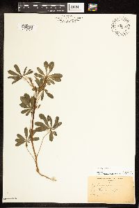 Lupinus perennis image