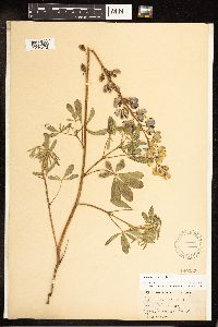 Lupinus perennis image
