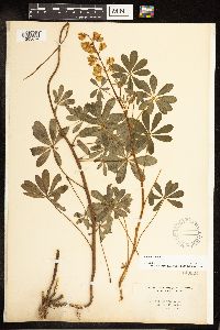 Lupinus perennis image