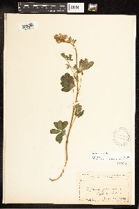Lupinus perennis image