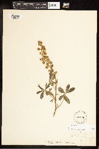 Lupinus perennis image