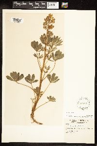 Lupinus perennis image