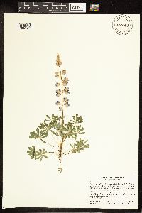 Thumbnail image of current specimen