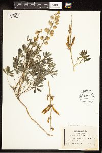 Media resource of Lupinus perennis