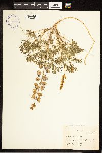 Thumbnail image of current specimen