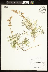 Thumbnail image of current specimen