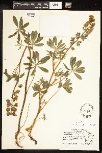 Thumbnail image of current specimen