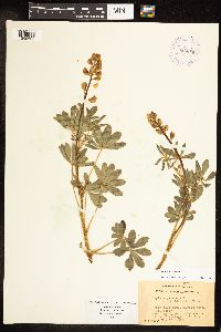 Thumbnail image of current specimen