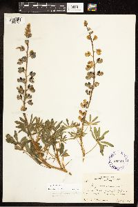 Thumbnail image of current specimen