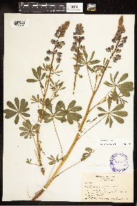 Thumbnail image of current specimen