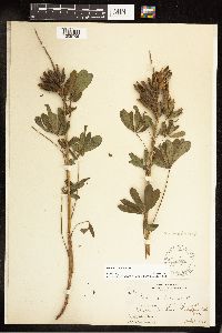 Thumbnail image of current specimen