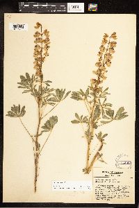 Thumbnail image of current specimen