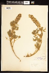 Lupinus argenteus image