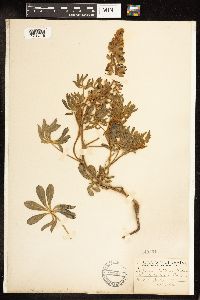 Lupinus argenteus image