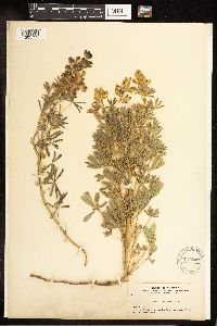Lupinus argenteus image