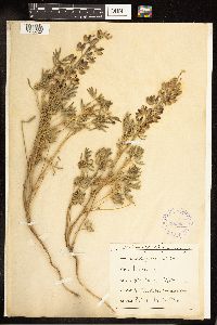 Lupinus argenteus image