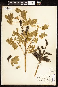 Thumbnail image of current specimen