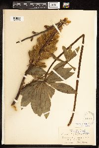 Lupinus polyphyllus image