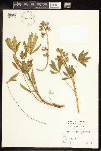 Thumbnail image of current specimen