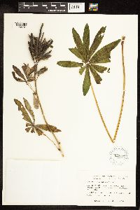 Lupinus polyphyllus image