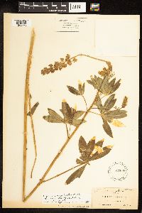 Thumbnail image of current specimen