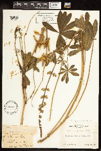 Thumbnail image of current specimen