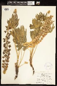 Thumbnail image of current specimen