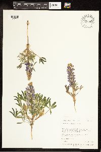 Thumbnail image of current specimen