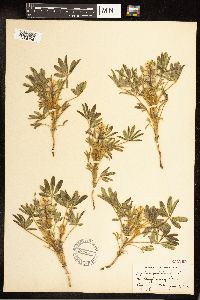 Lupinus pusillus image
