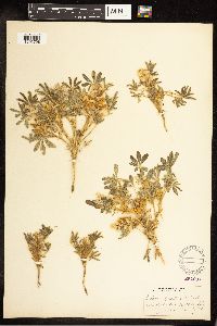 Lupinus pusillus image