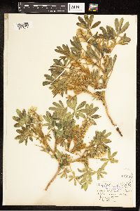 Thumbnail image of current specimen