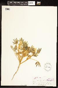 Lupinus pusillus image