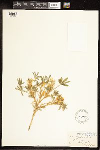 thumbnail image of current specimen