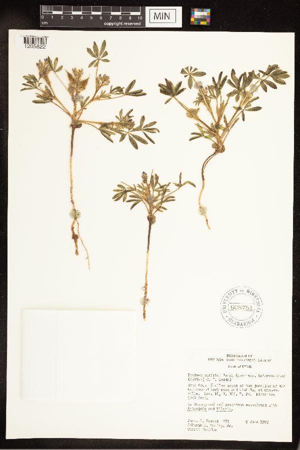 Lupinus pusillus subsp. intermontanus image