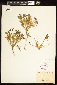 Lupinus pusillus subsp. intermontanus image